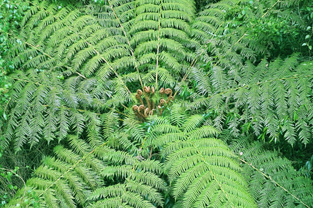 雨林中生长的一棵美丽大树在多里戈生长的一棵美丽大树世界遗产雨林图片