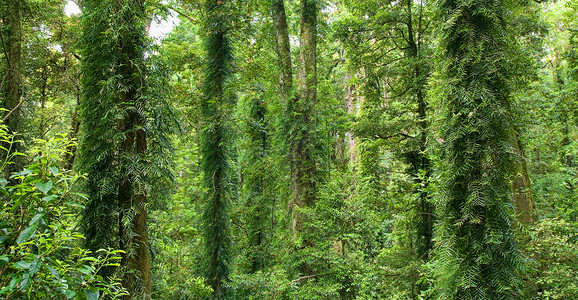 美的多里戈世界遗产雨林照片图片