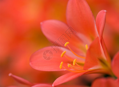 红橙色鲜花朵深浅dof红橙色背景图片