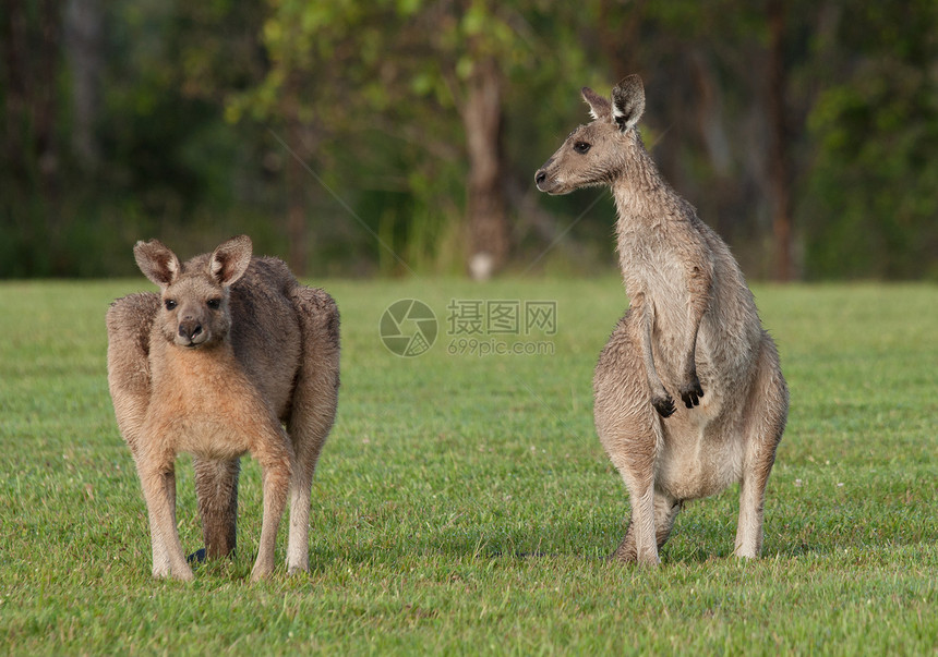 草地上的澳洲东部灰色袋鼠图片