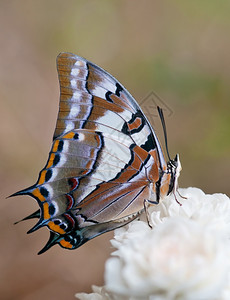 玫瑰花上美丽的动物燕尾蝴蝶背景图片