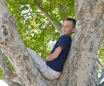 树上的男孩图片