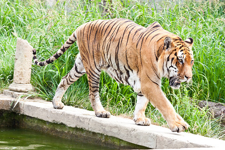 一只老虎在寻找食物图片