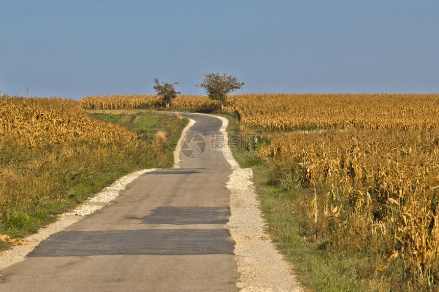 穿过金色玉米田的乡村道路图片