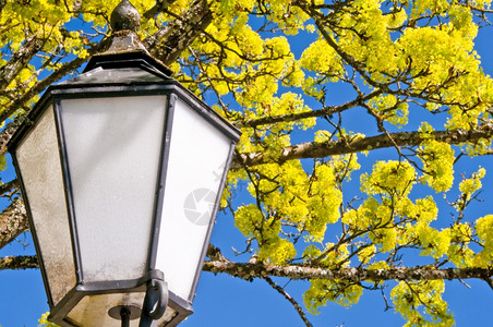 黄色花树上的灯笼图片