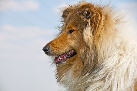 喜乐蒂牧羊犬侧脸特写镜头图片