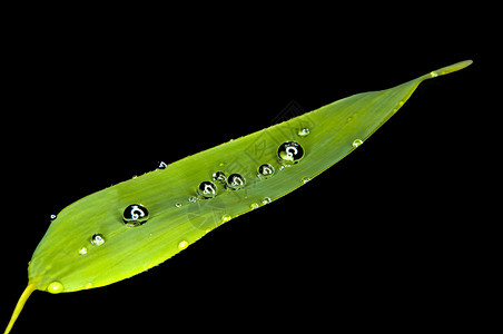 竹叶上的小水滴图片