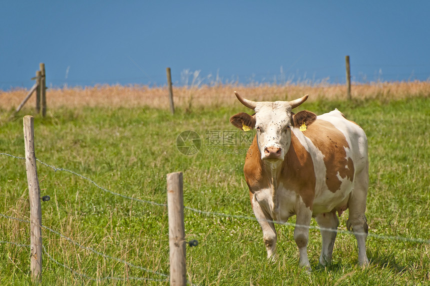 在牧场奔跑的动物牛图片