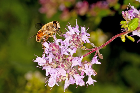 勤劳的小动物采花粉背景图片