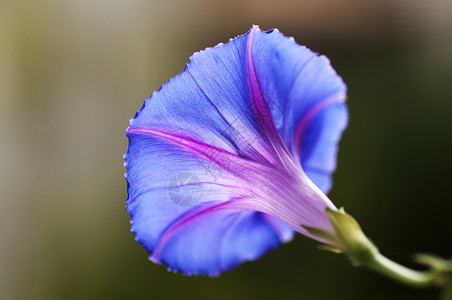 牵牛花特写图片