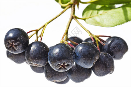 黑窒息莓亚罗梅拉诺卡帕高清图片