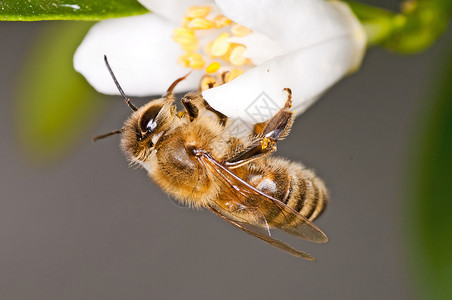 勤劳的小动物采花粉图片