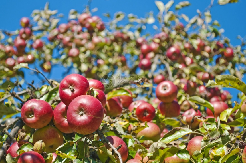 苹果树上结满了苹果图片