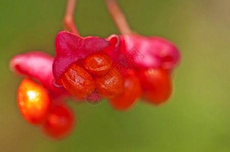欧洲豆脊椎树的浆果图片
