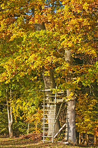 在秋天涂漆的林中长大成盲木的图片