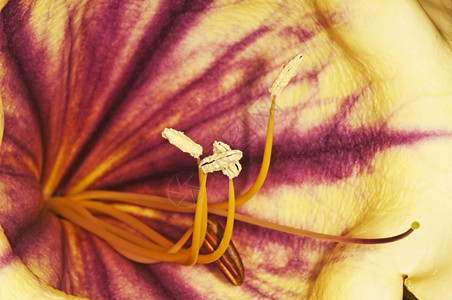 金子的花朵索兰德拉尼迪达图片