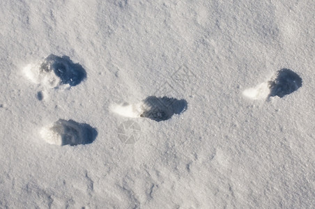 雪中兔子足迹图片