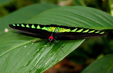 青叶上的马来鸟翅蝴蝶图片