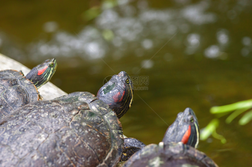 两栖动物乌龟图片