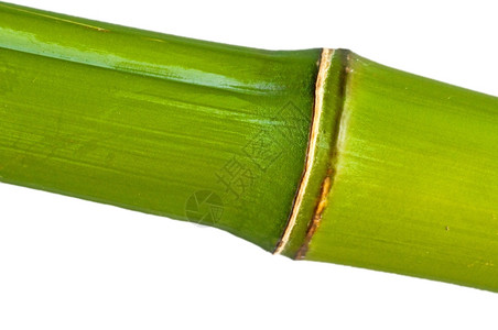 绿竹子背景图片