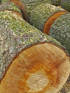 木头燃料木图片
