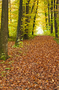 森林的秋天图片
