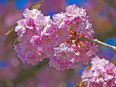 日本樱花的花朵盛开的樱花图片