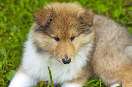 幼崽牧羊犬图片