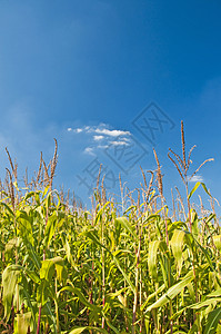 夏季的玉米黄豆背景图片