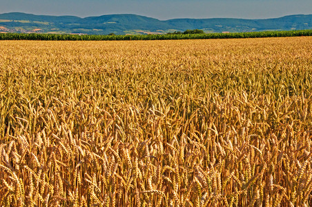weizenfeldweizen小麦高清图片