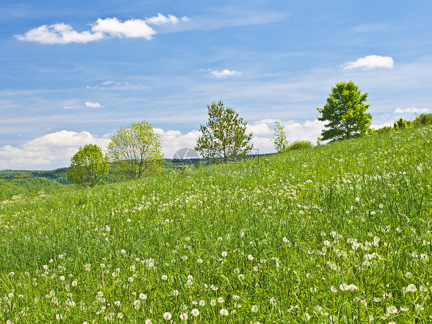 春天蓝天白云下的草原图片