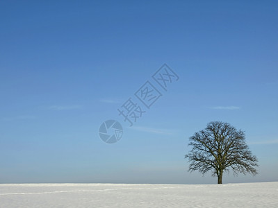 树在冬天的上在冬天的上图片