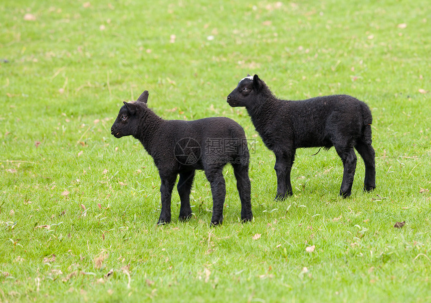 两只黑羊羔在田地里图片