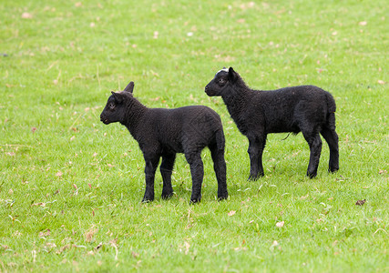 两只小绵羊两只黑羊羔在田地里背景