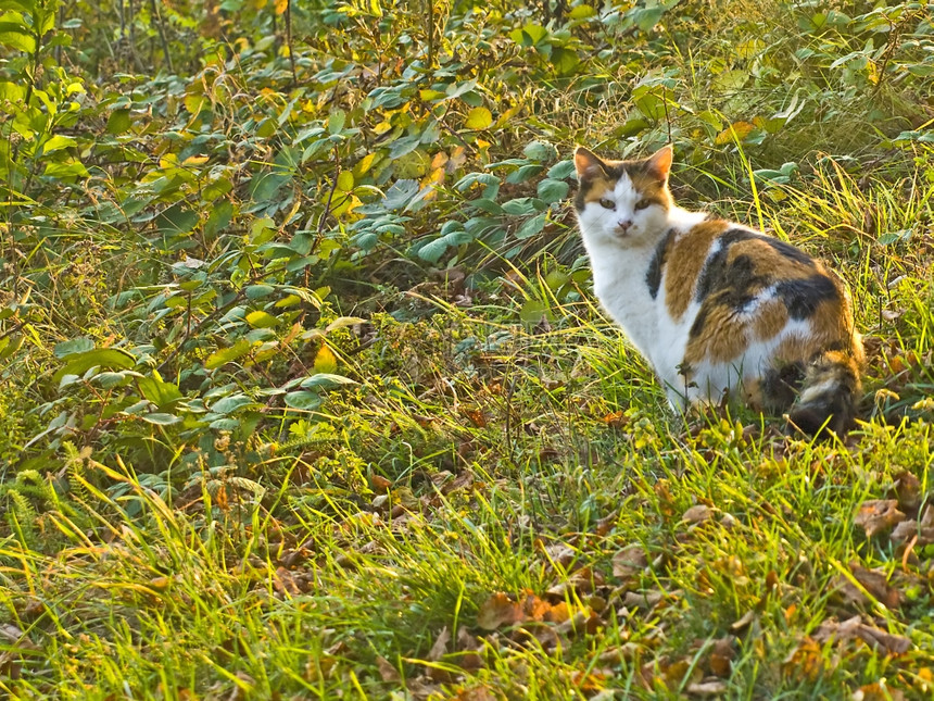 猫在草地里图片