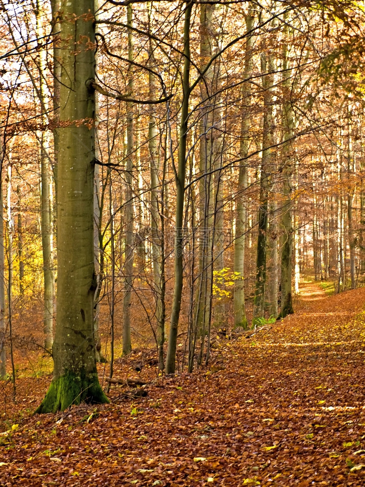 森林的秋天图片
