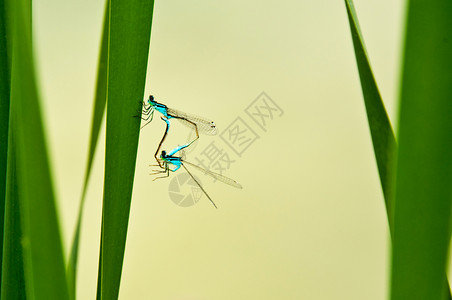 蜻蜓在繁殖过程中蜻蜓图片