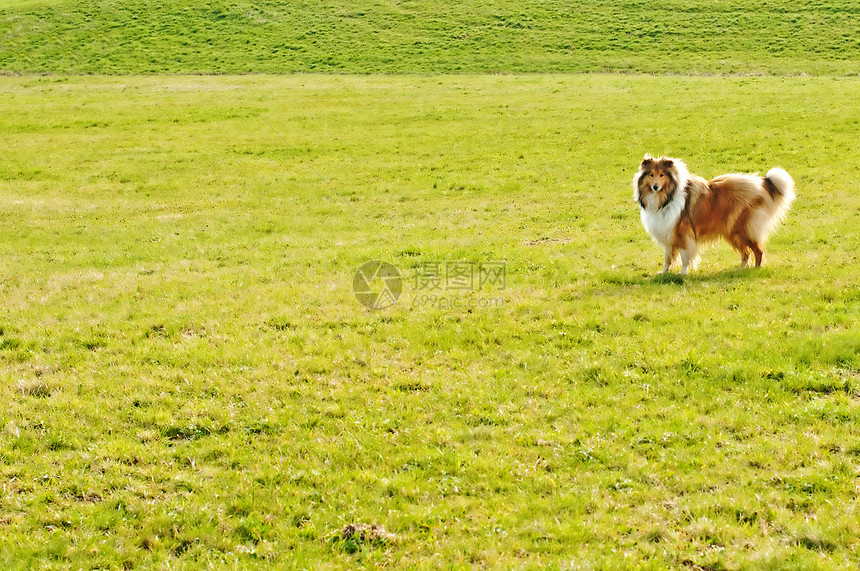 草原上的牧羊犬图片