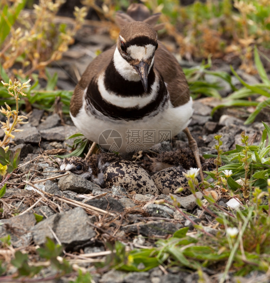 捕鹿鸟的近距离拍摄在筑巢时间与小鸡和蛋坐在巢图片
