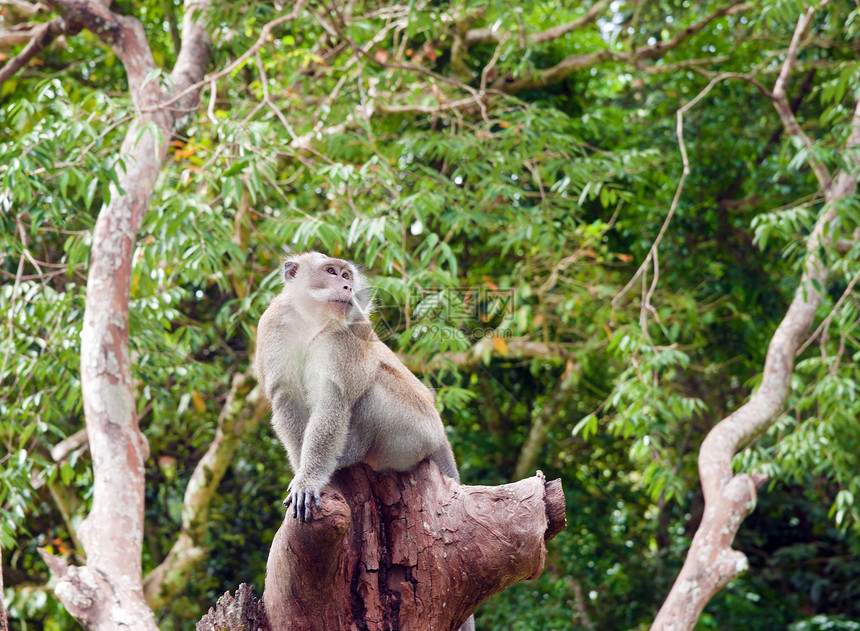 一只小黑猴在马拉西亚图片