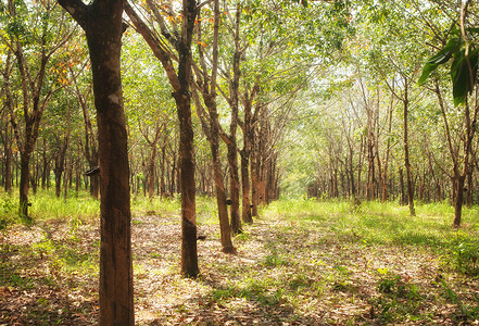 泰国橡胶树园背景图片