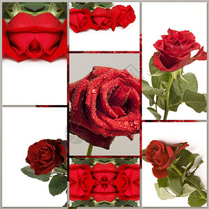 不同红玫瑰花的相片图片