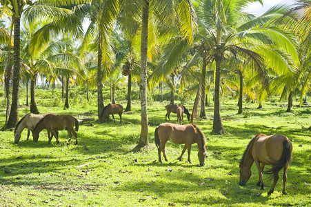 在棕榈树下放牧的马群图片
