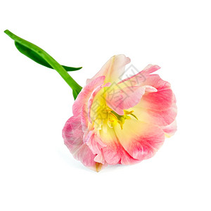 一支粉红色的郁金香背景图片