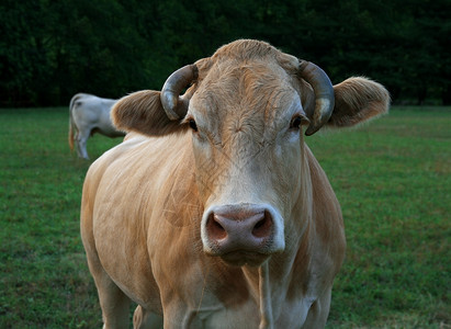 在田野里奶牛的牛头细节视图图片