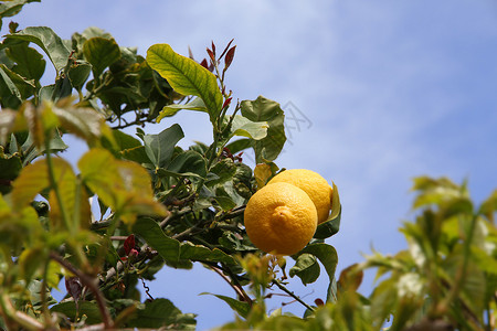 柠檬树黄蓝的天空背景柠檬树细节背景图片