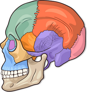 人体头骨图示高清图片
