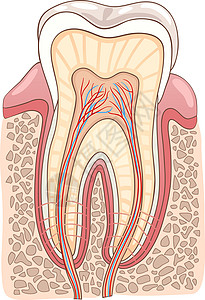 人体牙交叉部分医疗病媒说明图片