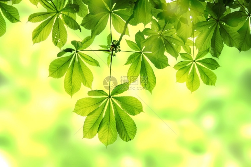 阳光下的绿树叶图片