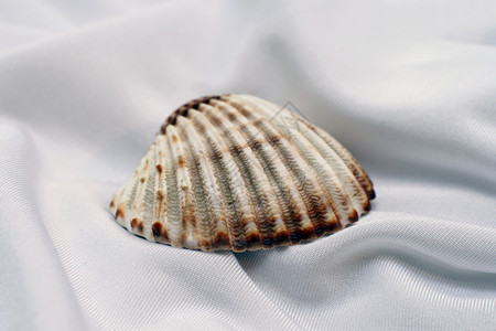 贝壳背景图片